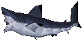 Shark